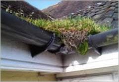 photo3 Team member clearing moss and leaves from roofline near Buckinghamshire